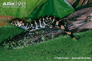 Illustration for article titled Sunday Crocodilian - Alligator sinensis Edition